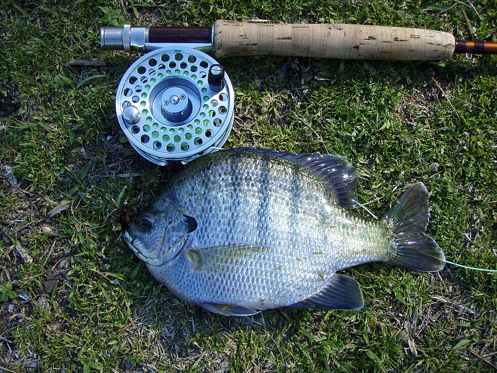 Where to Find Trophy Fall Bluegills