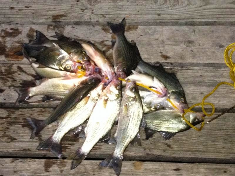 White Bass Run Secrets: Top Gear & Lures for Spring